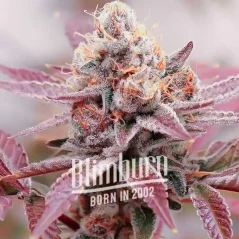 Blimburn Seeds Seminte de canabis Glookies feminizate