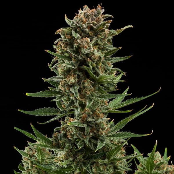 Royal Queen Seeds Seminte de canabis White Widow Auto