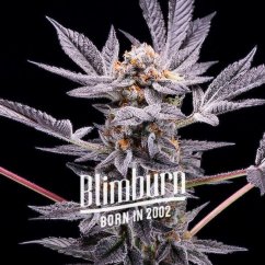 Blimburn Seeds Semena konoplje Zoap Feminized