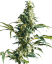 Sensi Seeds Semințe de canabis Mexican Sativa® feminizate, 3-10 buc.