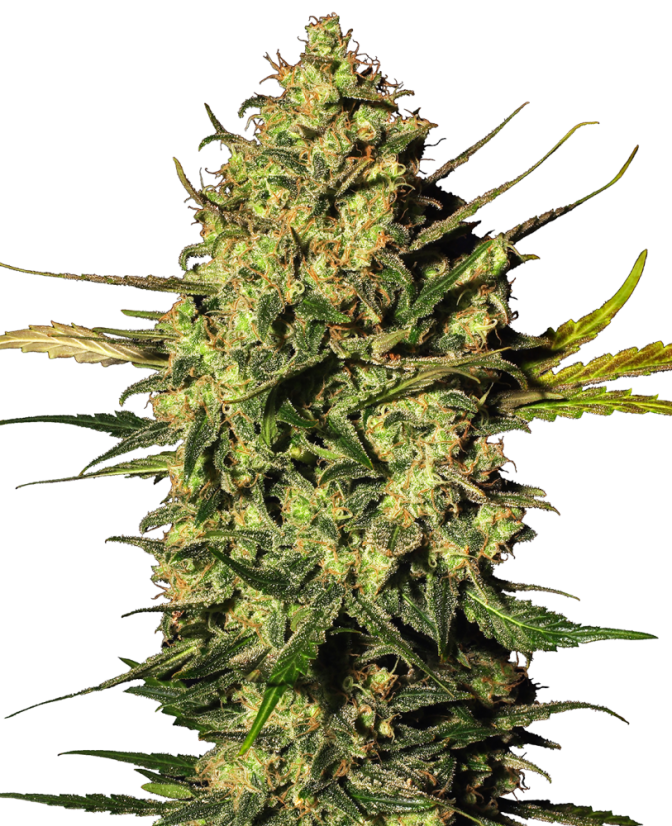 Sensi Seeds Cannabis Seeds Master Kush Automatic Feminiseret af White Label, 3-10 stk.
