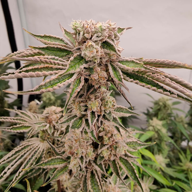 Silent Seeds Seminte de Canabis B-45 By Booba Feminizate
