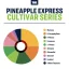 True Terpenes Cultivar Series Pineapple Express (5 ml - 960 ml)