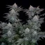 Fast Buds Sjemenke konoplje Gorilla Cookies FF