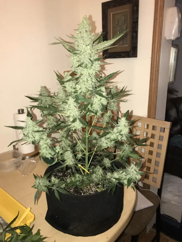 Fast Buds Hạt giống cần sa Green Crack Auto