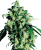 Sensi Seeds Cannabis Super Skunk® Regular, 10 st