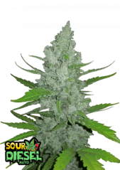 Fast Buds Cannabis Seeds Sour Diesel Auto