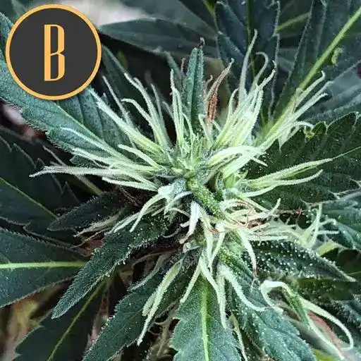 Blimburn Seeds Cannabis Seeds Zombie Death Fuck Feminized