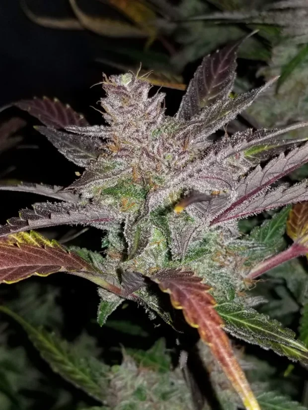 Fast Buds Sjemenke konoplje Cream Cookies Auto
