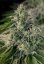 T.H.Seeds™ Cannabis Seeds SAGE™ CBD, 5+1 pakkaus, feminisoitu