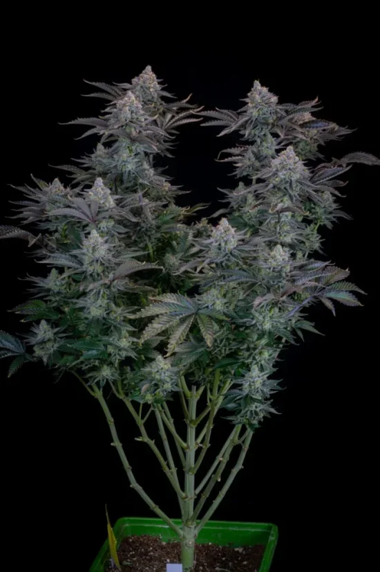 Fast Buds Sjemenke kanabisa Gorilla Cookies FF