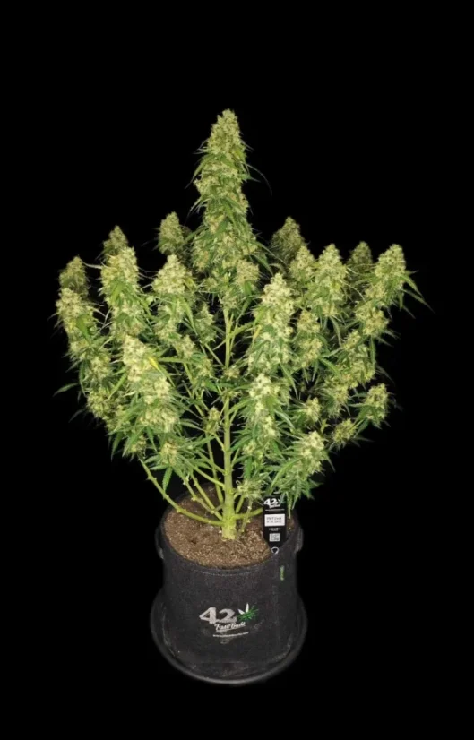 Fast Buds Cannabis Seeds Sour Jealousy Auto