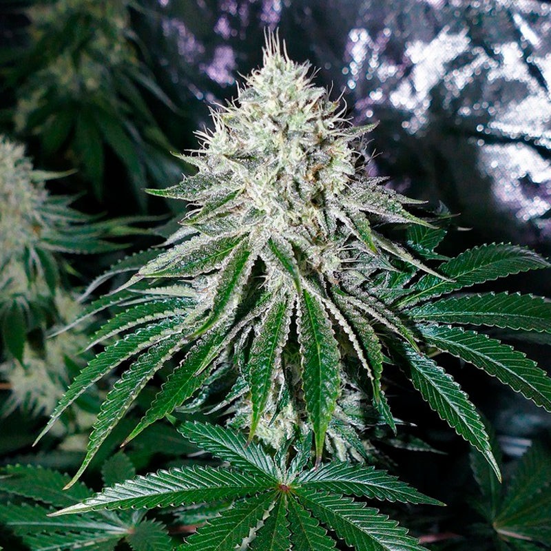 Silent Seeds Seminte exotice de canabis Gorilla Frost feminizate