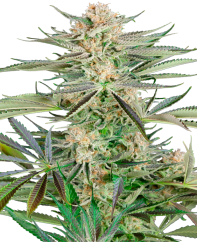 Sensi Seeds Cannabis Seeds csavarhúzó OG feminized, 3-10 db