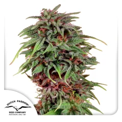 Dutch Passion Semințe de canabis Durban Poison® feminizate
