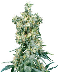 Sensi Seeds Semințe de canabis American Dream® Regular, 10 buc