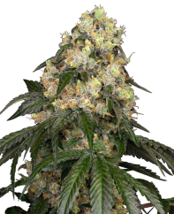 Sensi Seeds Cannabis Seeds White Biscotti OG XXL Feminized by White Label, 3-10 ks
