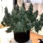 Silent Seeds Seminte clasice de canabis Moby Dick feminizate