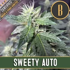 Blimburn Seeds Cannabis Zaden Sweety Auto