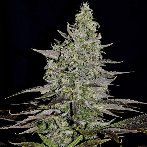 Royal Queen Seeds Seminte de canabis Somango XL feminizate