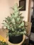 Fast Buds Cannabis Seeds Green Crack Auto