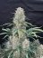 Semințe de canabis Fast Buds Afghan Kush Auto