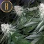 Blimburn Seeds Semena konoplje Wombat Feminized