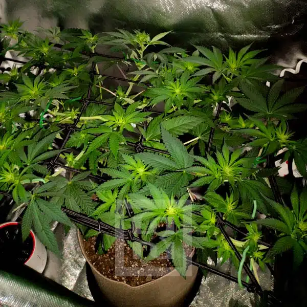 Blimburn Seeds Semi di Cannabis Blackberry Moonstones Femminizzati