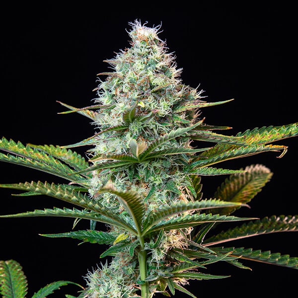 Royal Queen Seeds Seminte de canabis Royal Runtz feminizate