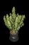 Fast Buds Sjemenke kanabisa Sour Jealousy Auto