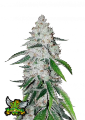Fast Buds Semi di Cannabis West Coast O.G. Auto