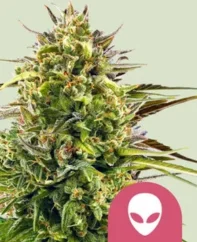 Royal Queen Seeds Graines de cannabis Alien OG féminisées