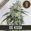 Blimburn Seeds Semi di Cannabis OG Kush Femminizzati