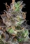 Fast Buds Sjemenke kanabisa Limunska pita Auto