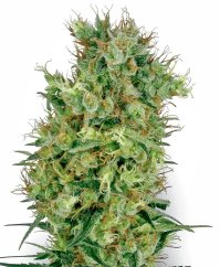 Sensi Seeds Graines de cannabis Cali Orange Bud Regular de White Label, 10 pcs