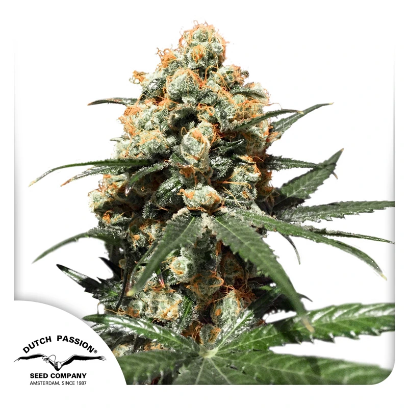 Dutch Passion Seminte de canabis Orange Hill Special® Feminizate