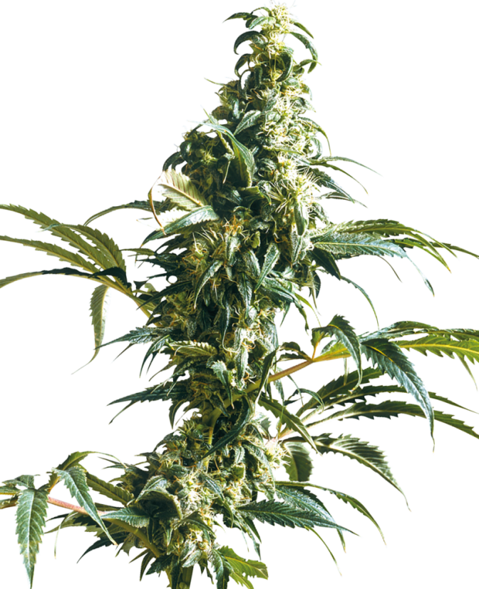Sensi Seeds Semințe de canabis Mexican Sativa® feminizate, 3-10 buc.