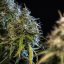 Royal Queen Seeds Seminte de canabis Haze Berry Auto