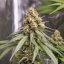 Royal Queen Seeds Semințe de canabis Shining Silver Haze feminizate