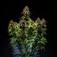 Royal Queen Seeds Seminte de canabis Watermelon Auto