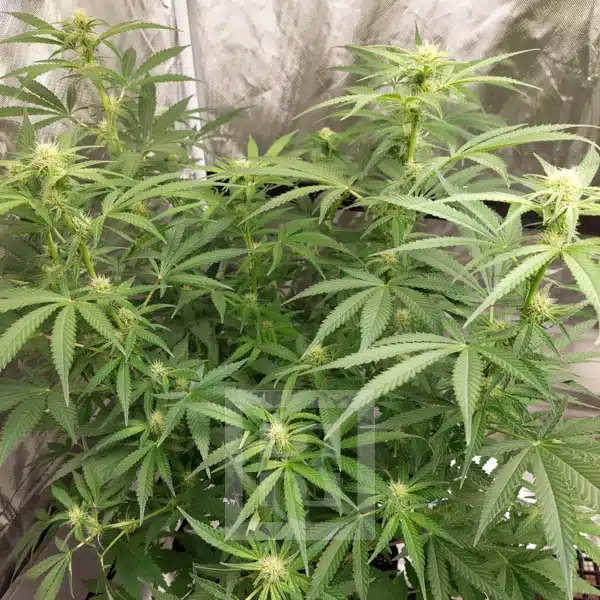 Blimburn Seeds Seminte de Cannabis Mamba Negra CBD Feminizate