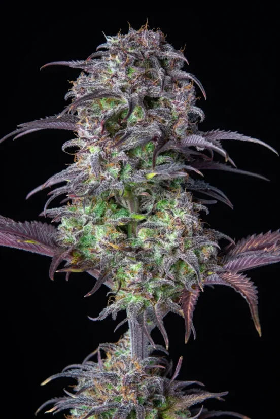 Fast Buds Sjemenke konoplje Blueberry Auto