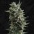 T.H.Seeds™ Sementes de Cannabis Auto Critical HOG™, Pacote 5+1, feminizadas