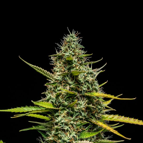 Royal Queen Seeds Seminte de canabis Mimosa Auto
