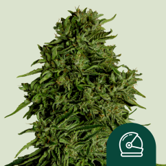 Royal Queen Seeds Насіння коноплі Космос F1 Авто