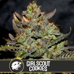 Blimburn Seeds Feminizirani piškotki Cannabis Seeds Girl Scout