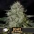 Blimburn Seeds Semi di Cannabis Gelato Fast Blooming Femminizzati