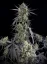 Fast Buds Насіння канабісу Pound Cake Auto