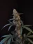 Fast Buds Biji Ganja BubbleGum Auto