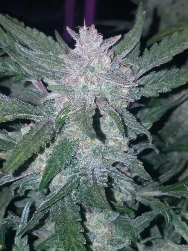 Fast Buds Cannabis Seeds Mexican Airlines Auto